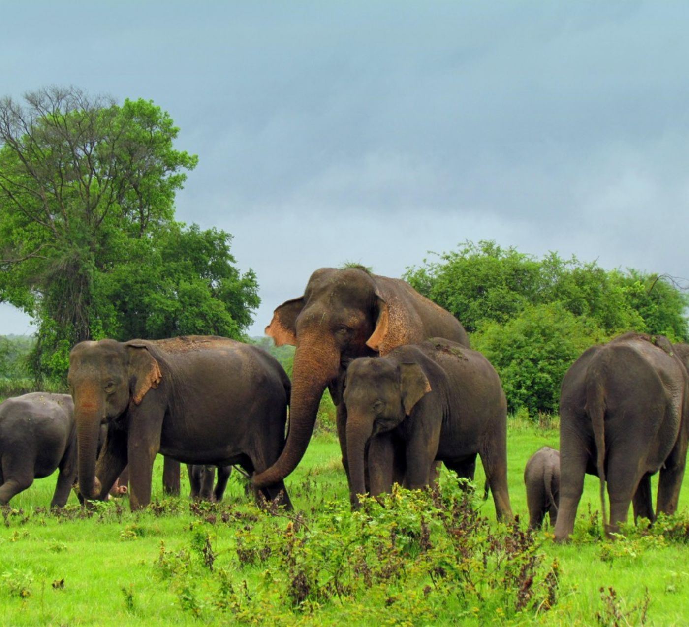 Elephant family